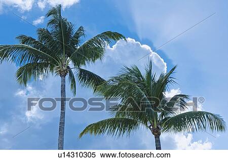 Palm trees and blue sky View Large Photo Image Stock Photography - Palm trees and blue sky. Fotosearch