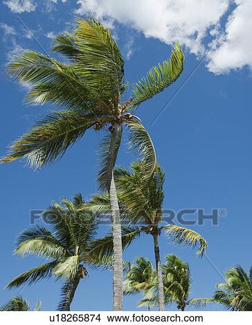Picture - Palm trees in wind. Fotosearch