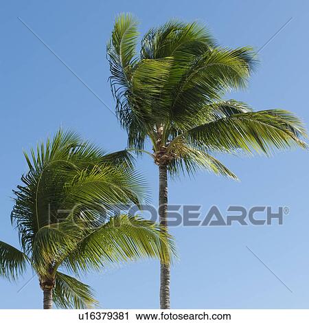 Stock Image - Palm trees in wind. Fotosearch