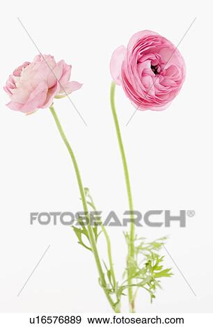 Stock Photo - Pink flowers. Fotosearch
