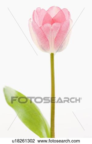Pink tulip View Large Photo Image Stock Image - Pink tulip. Fotosearch