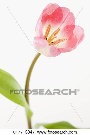 Stock Photo - Pink tulip. Fotosearch