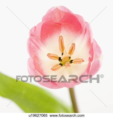 Stock Photography - Pink tulip. Fotosearch