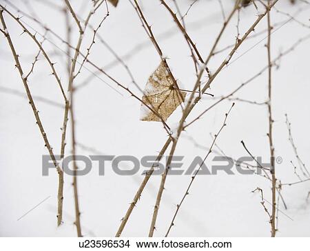 Plant in snow View Large Photo Image Picture - Plant in snow. Fotosearch