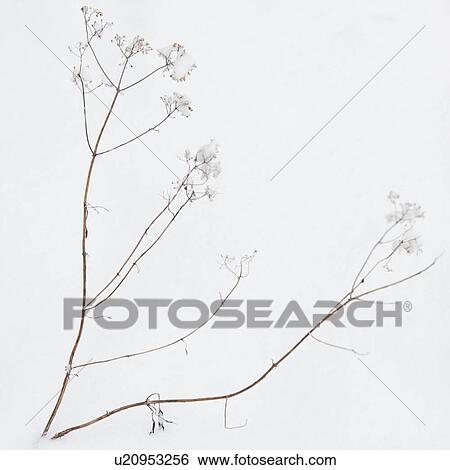 Plant in snow View Large Photo Image Stock Photograph - Plant in snow. Fotosearch