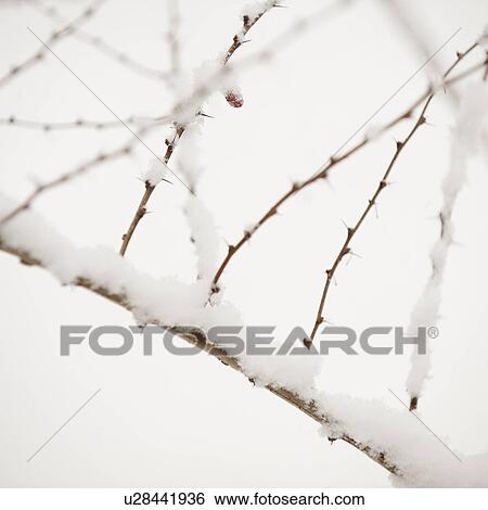 Stock Photograph - Plant in snow. Fotosearch