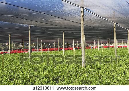 Plants growing in greenhouse View Large Photo Image Stock Image - Plants growing in greenhouse. Fotosearch