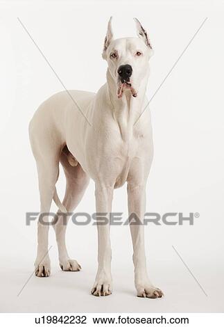 Stock Image - Portrait of large dog. Fotosearch