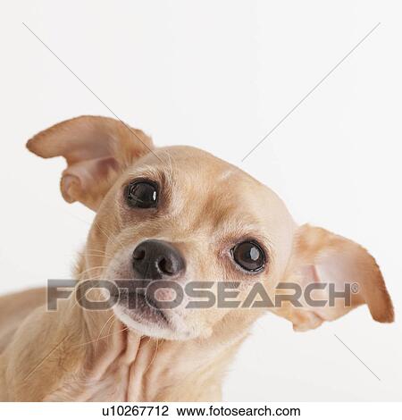 Portrait of small dog View Large Photo Image Stock Image - Portrait of small dog. Fotosearch