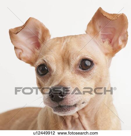 Stock Image - Portrait of small dog. Fotosearch