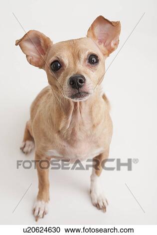 Stock Image - Portrait of small dog. Fotosearch