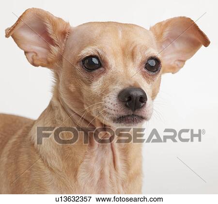Stock Photo - Portrait of small dog. Fotosearch