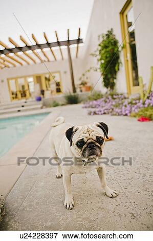 Pug by swimming pool in backyard View Large Photo Image Stock Photo - Pug by swimming pool in backyard. Fotosearch