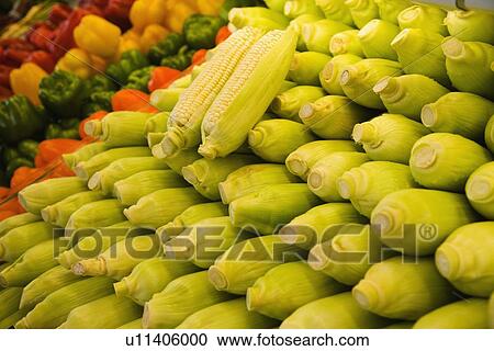 Stock Image - Rows of fresh corn. Fotosearch