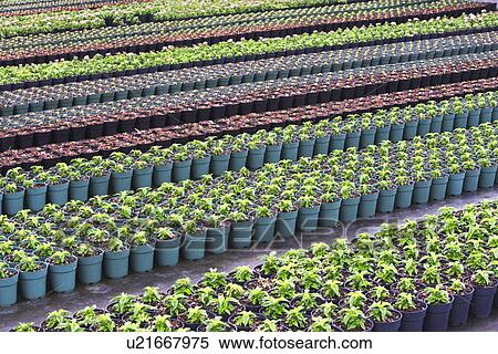 Rows of nursery plants View Large Photo Image Stock Photography - Rows of nursery plants. Fotosearch