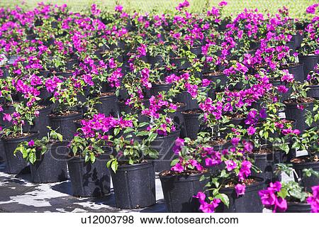 Rows of potted flowers View Large Photo Image Stock Photo - Rows of potted flowers. Fotosearch