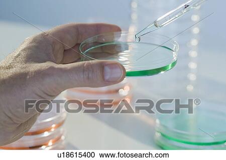 Scientist holding petri dish View Large Photo Image Stock Image - Scientist holding petri dish. Fotosearch