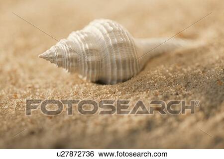 Stock Photograph - Sea shell in sand. Fotosearch