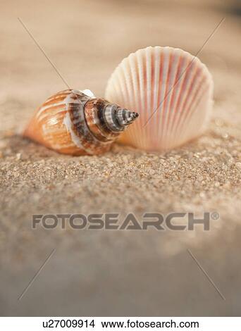Sea shells in sand View Large Photo Image Picture - Sea shells in sand. Fotosearch