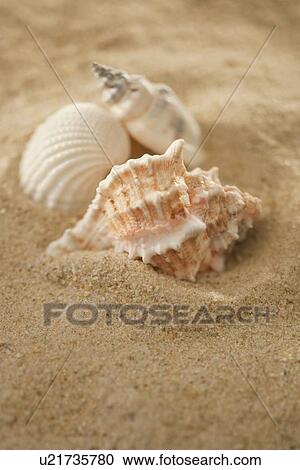 Sea shells in sand View Large Photo Image Stock Image - Sea shells in sand. Fotosearch