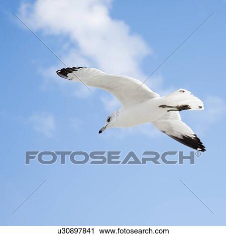 Seagull flying over ocean View Large Photo Image Stock Image - Seagull flying over ocean. Fotosearch