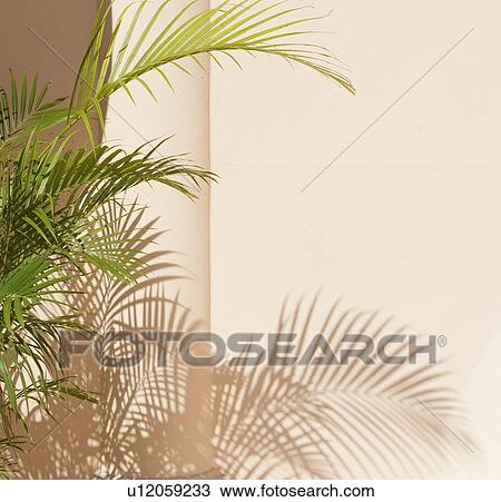 Stock Image - Shadow of tropical leaves. Fotosearch