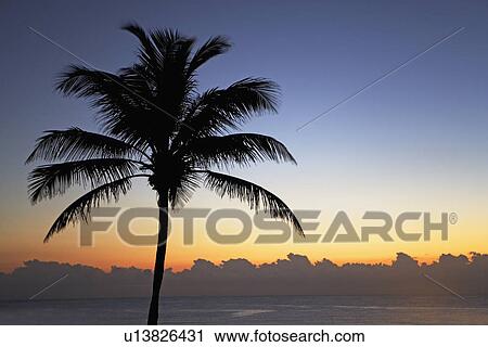 Stock Image - Silhouette of palm tree and ocean. Fotosearch