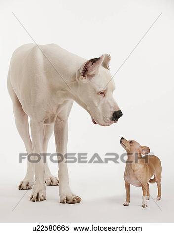 Small and large dogs looking at each other View Large Photo Image Stock Photography - Small and large dogs looking at each other. Fotosearch