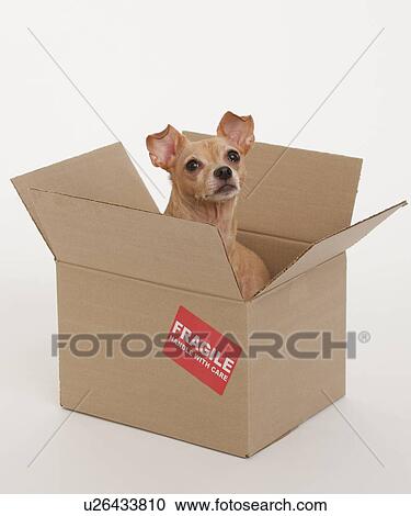 Small dog sitting in box marked fragile View Large Photo Image Stock Image - Small dog sitting in box marked fragile. Fotosearch