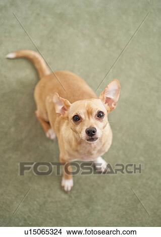 Picture - Small dog sitting on carpet. Fotosearch