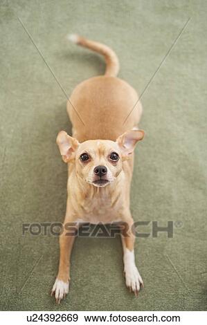 Small dog waiting on carpet View Large Photo Image Stock Photo - Small dog waiting on carpet. Fotosearch