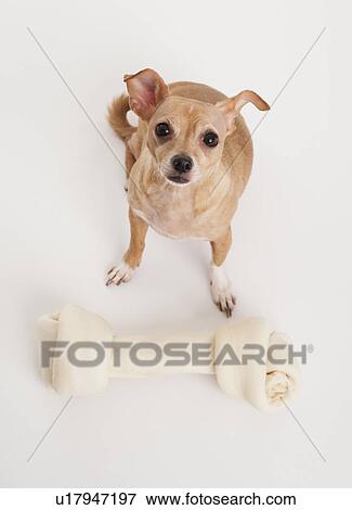 Stock Photo - Small dog with big bone. Fotosearch
