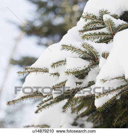 Snowy branch in winter View Large Photo Image Stock Image - Snowy branch in winter. Fotosearch