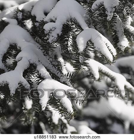 Snowy branch in winter View Large Photo Image Stock Image - Snowy branch in winter. Fotosearch