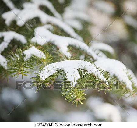 Stock Image - Snowy branch in winter. Fotosearch