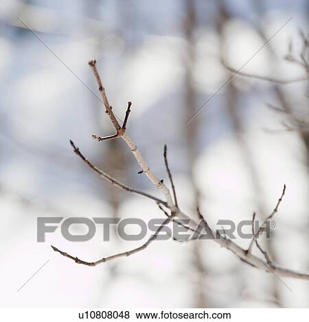Snowy branch in winter View Large Photo Image Stock Photo - Snowy branch in winter. Fotosearch