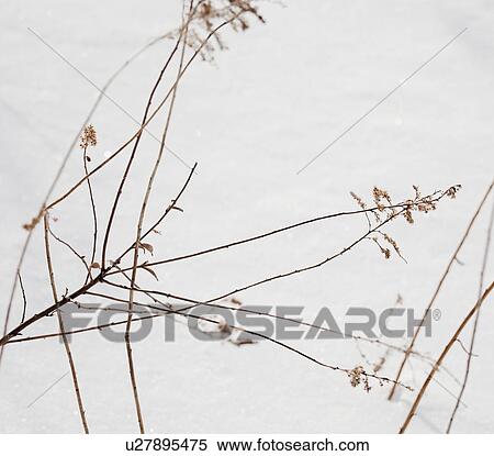 Stock Photography - Snowy branch in winter. Fotosearch