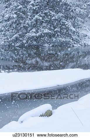 Snowy forest and stream in winter View Large Photo Image Stock Image - Snowy forest and stream in winter. Fotosearch
