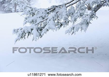 Snowy tree branch in winter View Large Photo Image Stock Image - Snowy tree branch in winter. Fotosearch