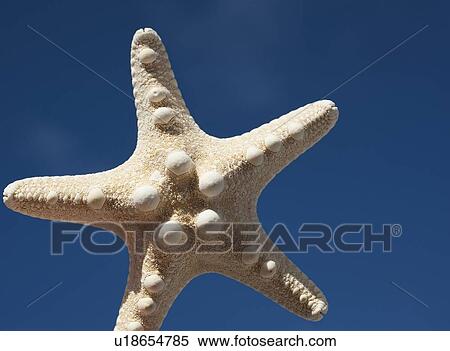 Starfish against blue sky View Large Photo Image Stock Photography - Starfish against blue sky. Fotosearch
