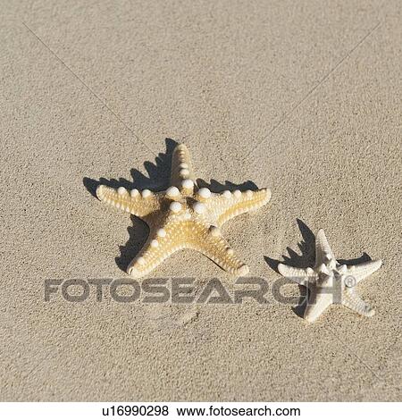 Stock Photo - Starfish in sand. Fotosearch