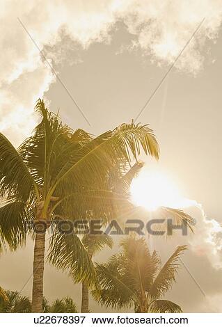 Stock Photo - Sunlight on tropical palm trees. Fotosearch