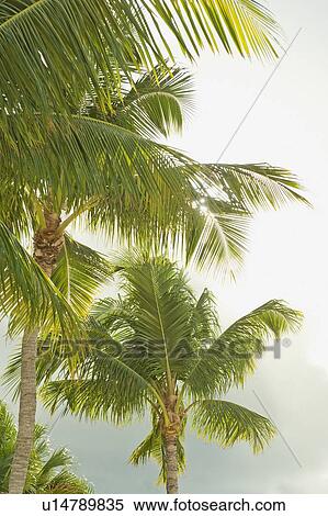 Sunlight on tropical palm trees View Large Photo Image Stock Photography - Sunlight on tropical palm trees. Fotosearch