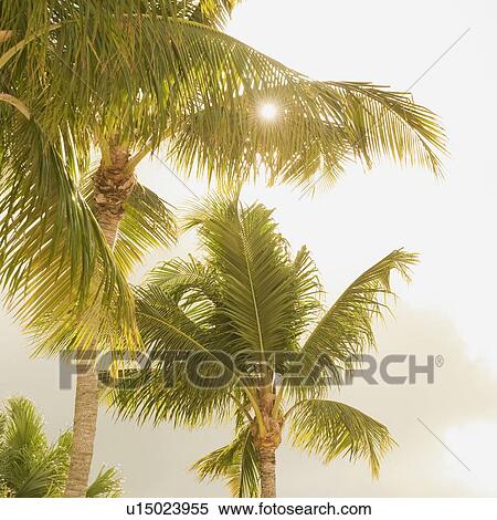 Sunlight on tropical palm trees View Large Photo Image Stock Photography - Sunlight on tropical palm trees. Fotosearch