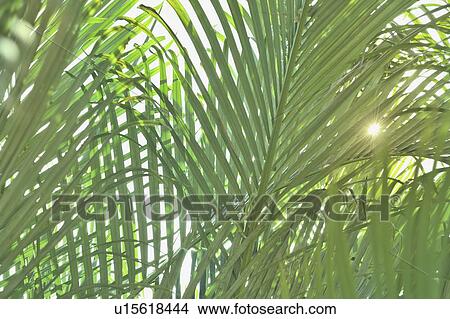 Sunlight on tropical plants View Large Photo Image Picture - Sunlight on tropical plants. Fotosearch
