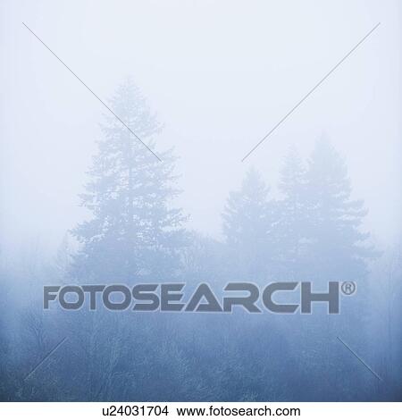 Trees in fog View Large Photo Image Picture - Trees in fog. Fotosearch