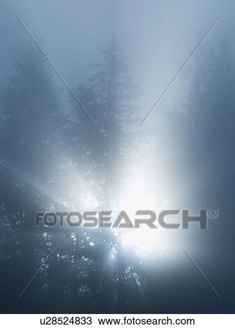 Trees in fog View Large Photo Image Stock Image - Trees in fog. Fotosearch