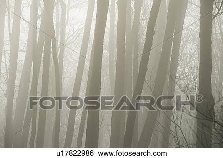 Trees in fog View Large Photo Image Stock Photograph - Trees in fog. Fotosearch