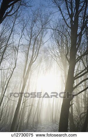 Trees in fog View Large Photo Image Stock Photography - Trees in fog. Fotosearch
