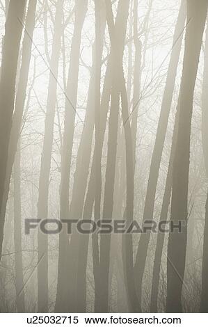 Trees in fog View Large Photo Image Stock Photography - Trees in fog. Fotosearch